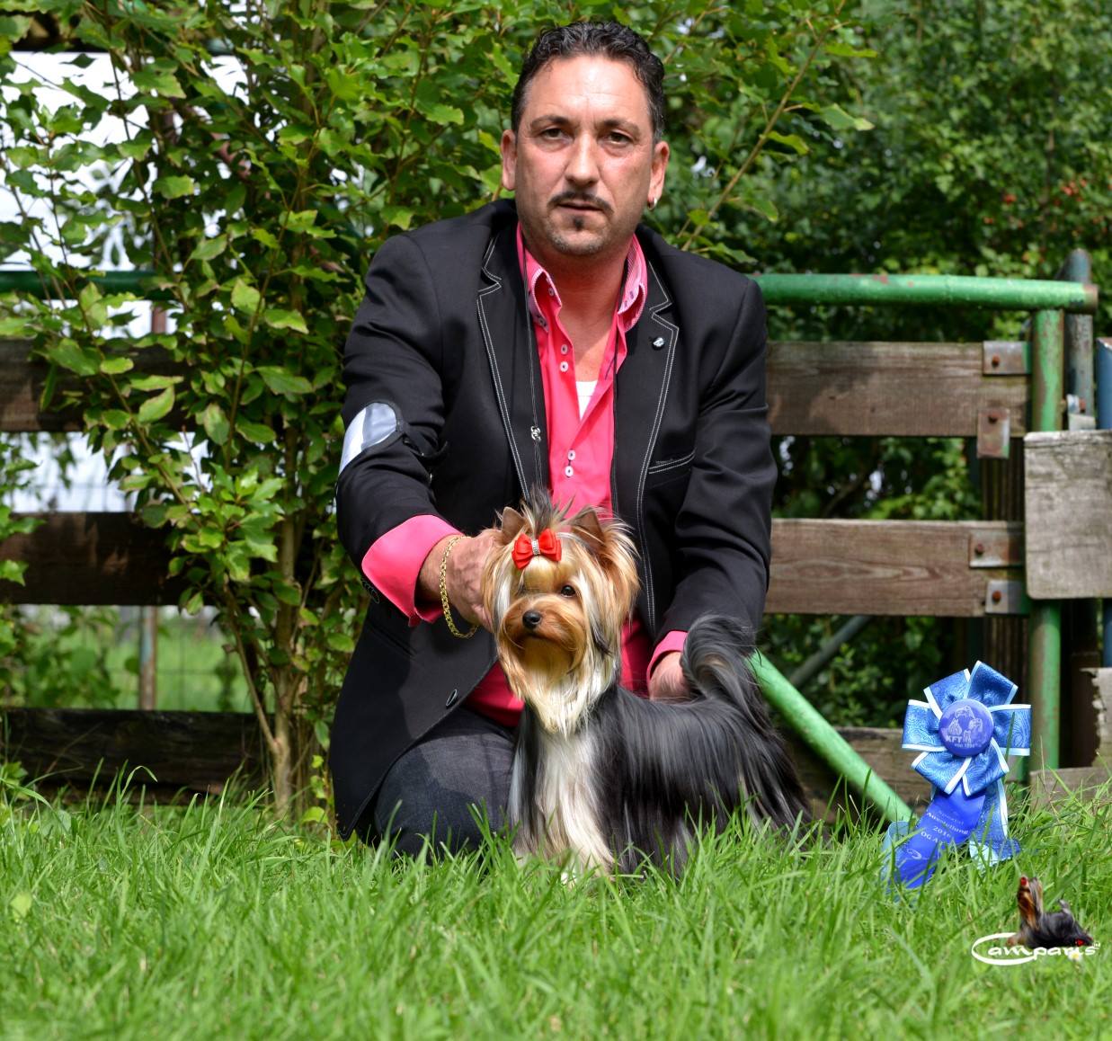 CAMPARIS MILLION KISSES &mdash; Labaza DogPedigree YorkshireTerrier